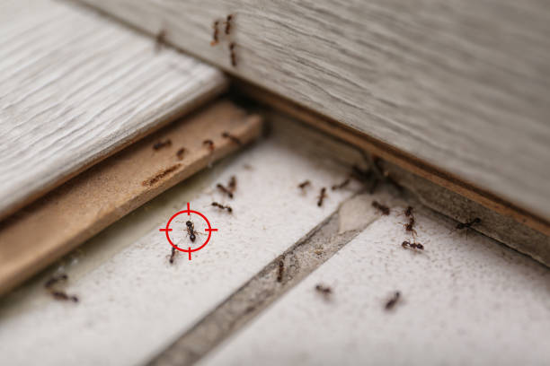 Best Emergency Pest Control  in Berea, KY