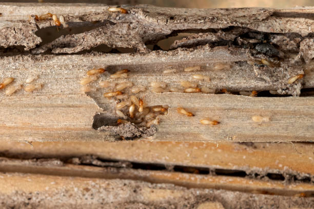 Best Affordable Pest Control Services  in Berea, KY
